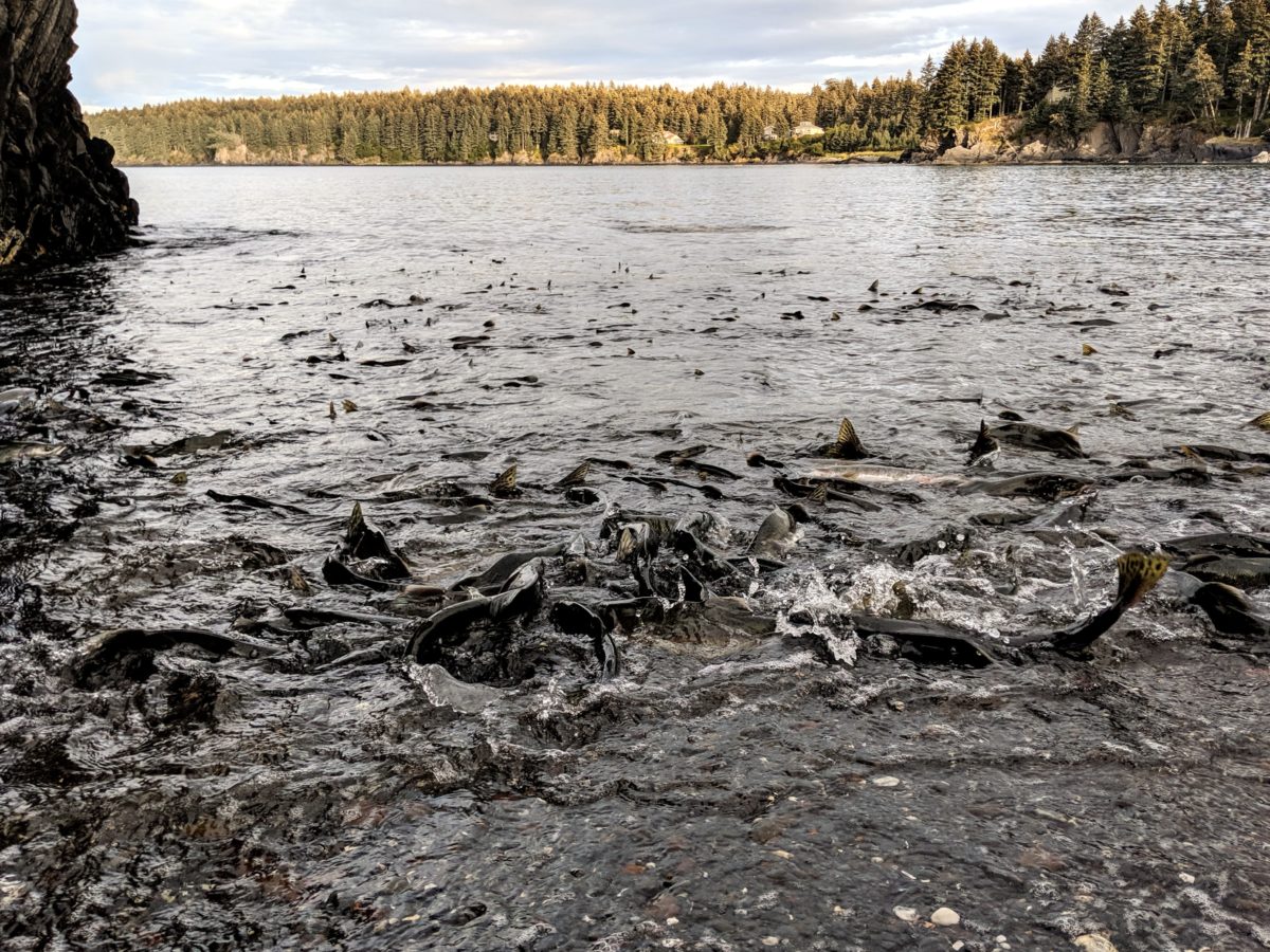 100s of salmon just of Mill Bay Beach